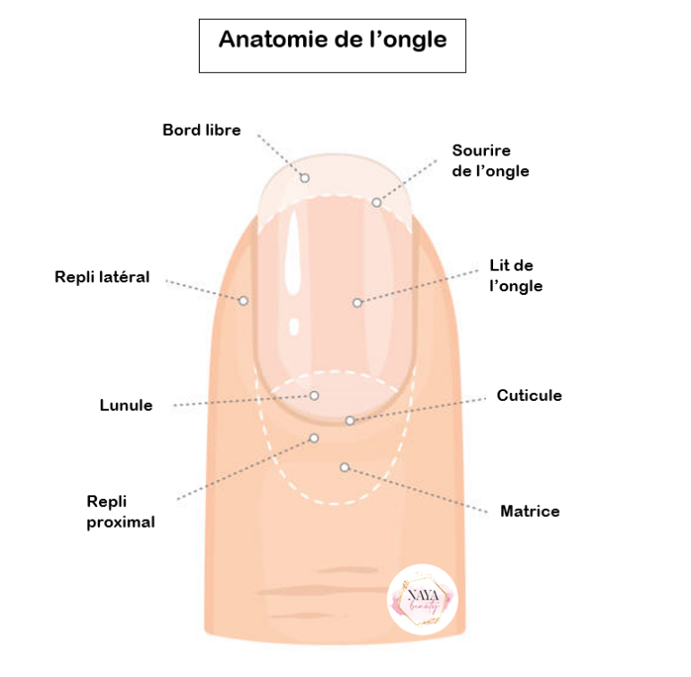 Matrice de l'ongle Soins, traitements et entretien — free download