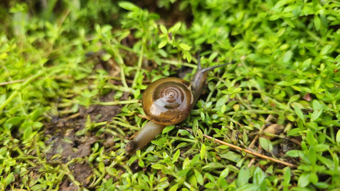 Contamination bactérienne et risques liés à la bave d'escargot