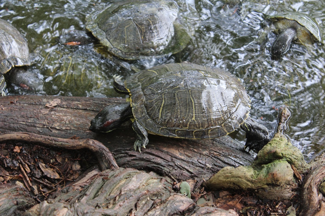 Ongle tortue carapace motif coloré manucure