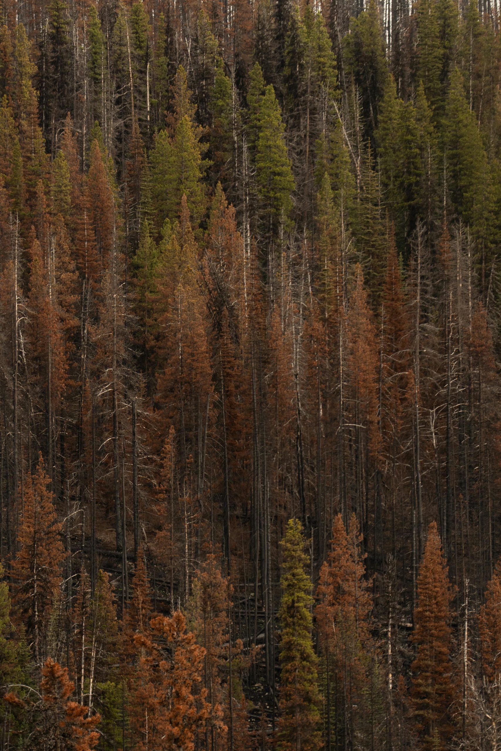 Charred trees et couleurs d'automne illustrant la régénération d'une forêt après un incendie.