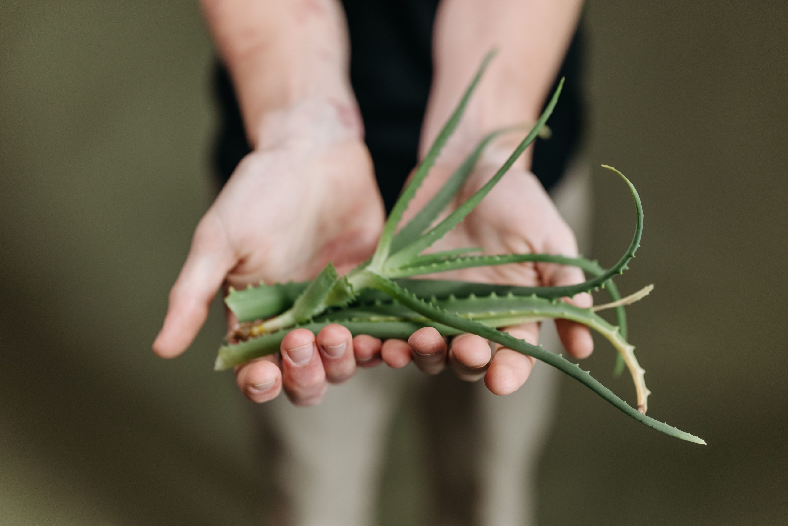 Mythes et réalités de l'aloe vera pour les cheveux