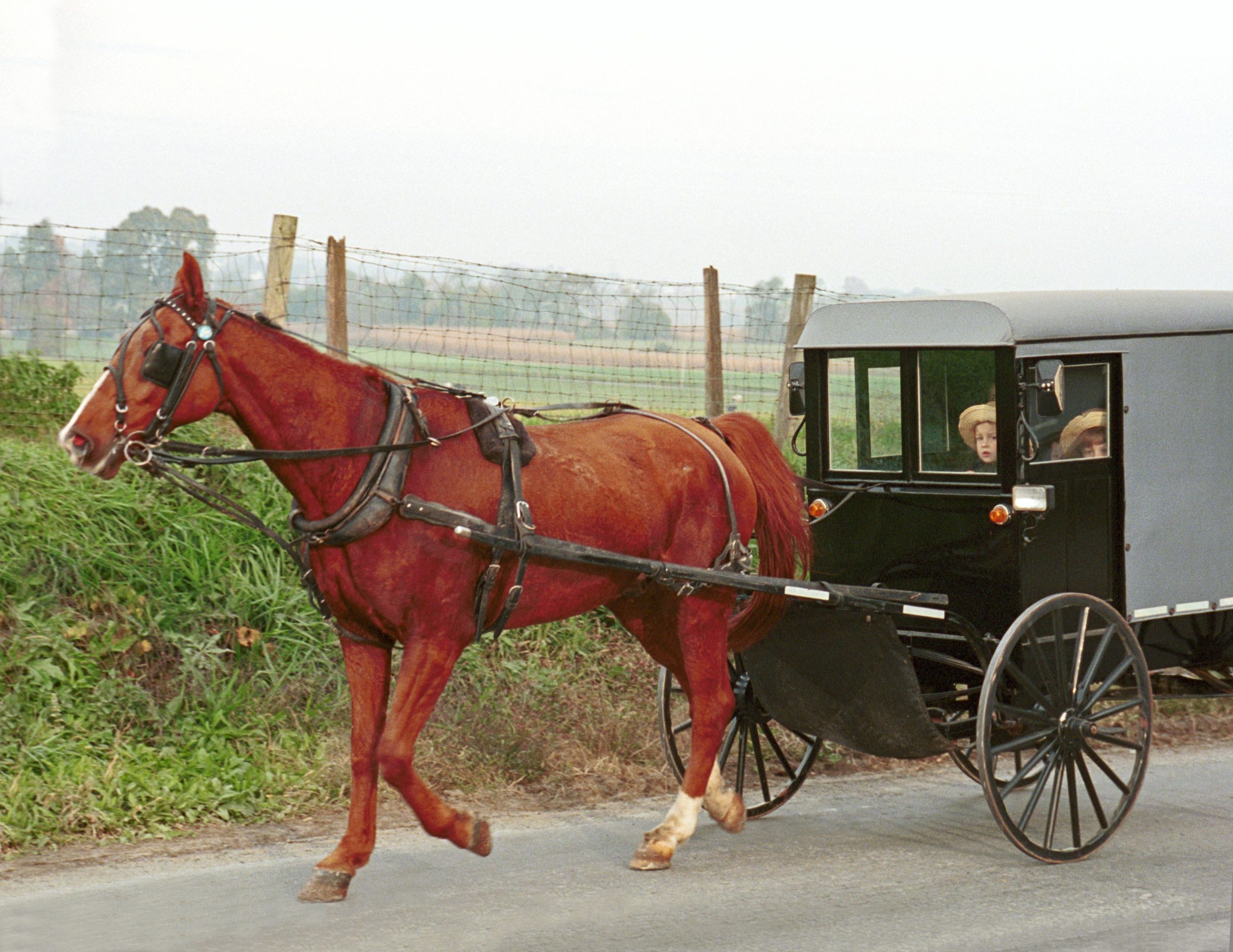 Vérité et pratique de la polygamie chez les Amish